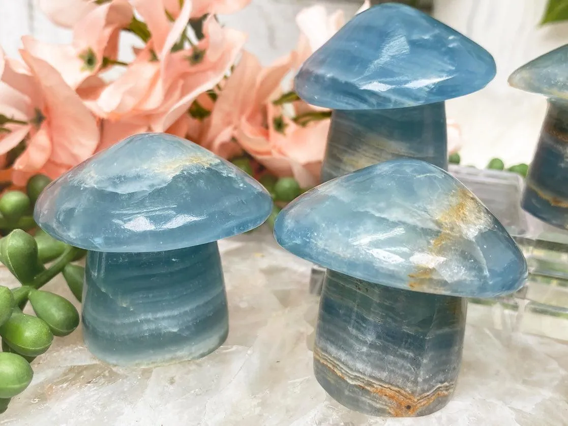 Blue Onyx Mushrooms