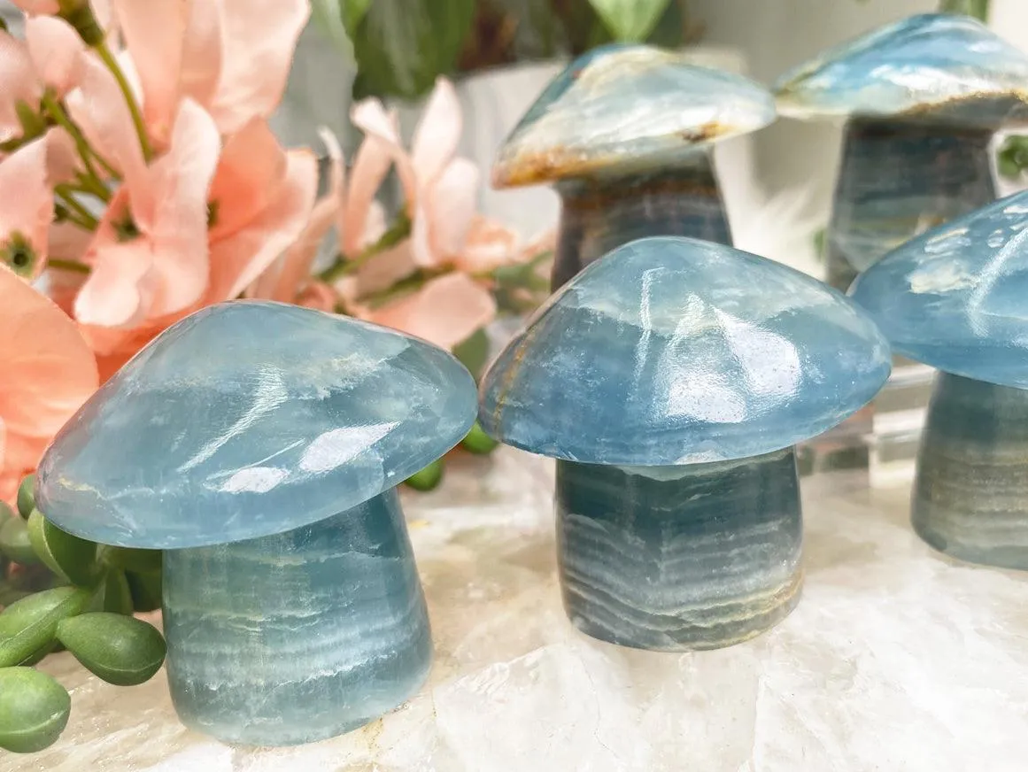 Blue Onyx Mushrooms