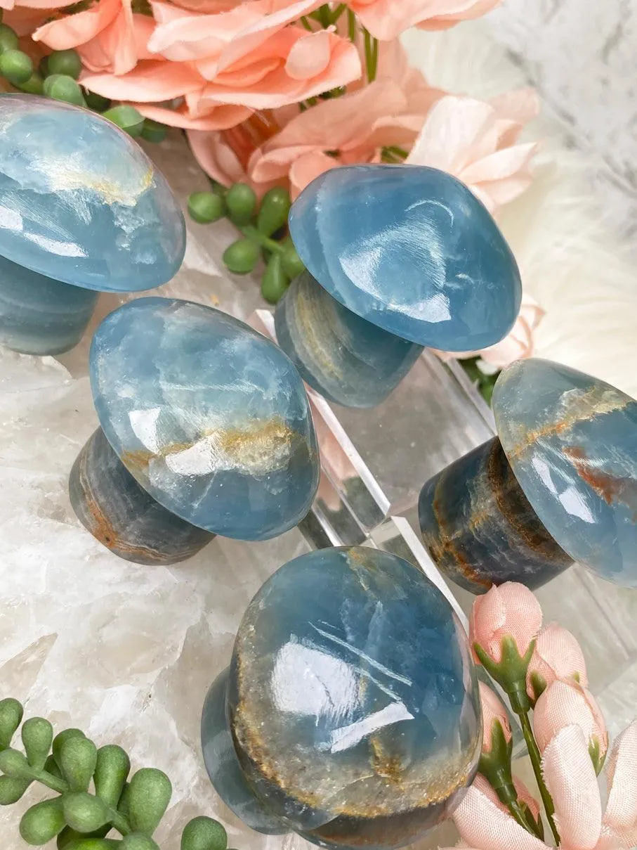 Blue Onyx Mushrooms