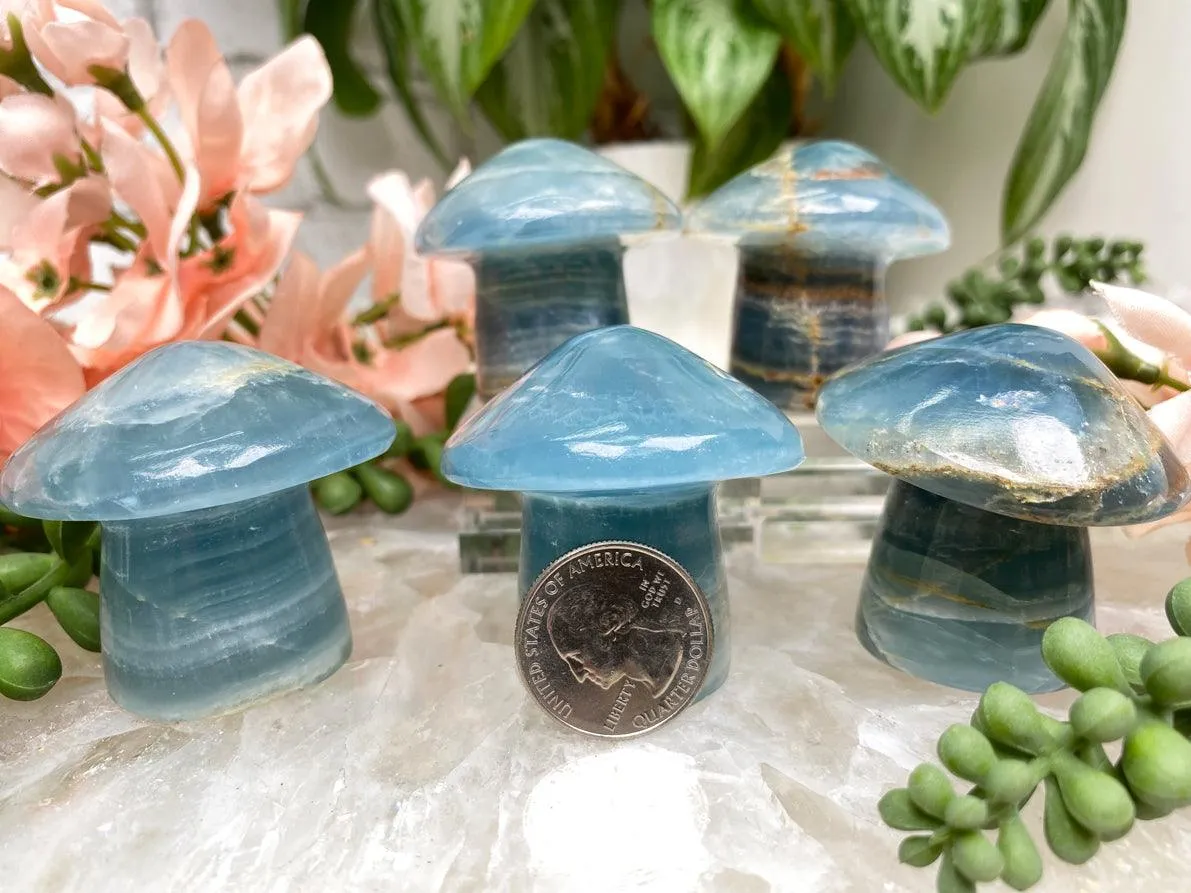 Blue Onyx Mushrooms