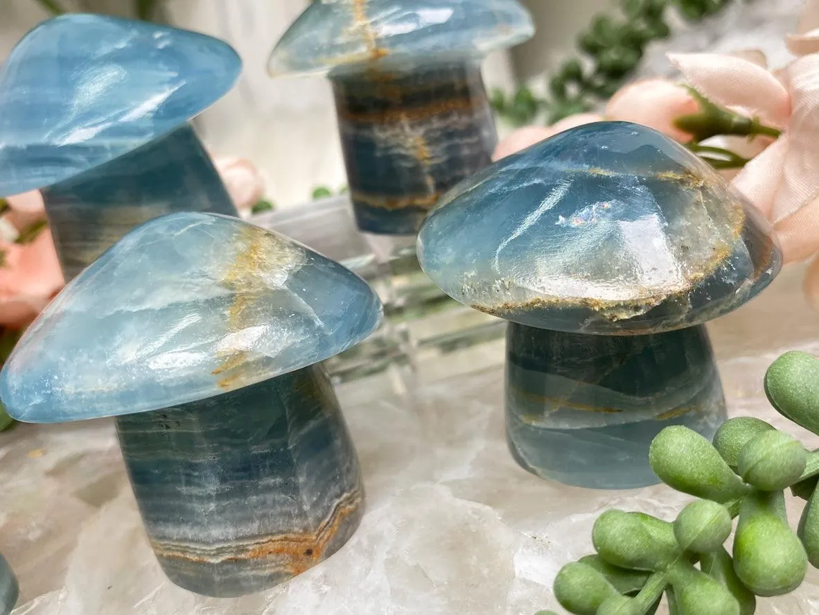 Blue Onyx Mushrooms